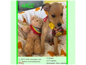 Cachorro raça SRD-ViraLata idade 2 a 6 meses nome AURÉLIO