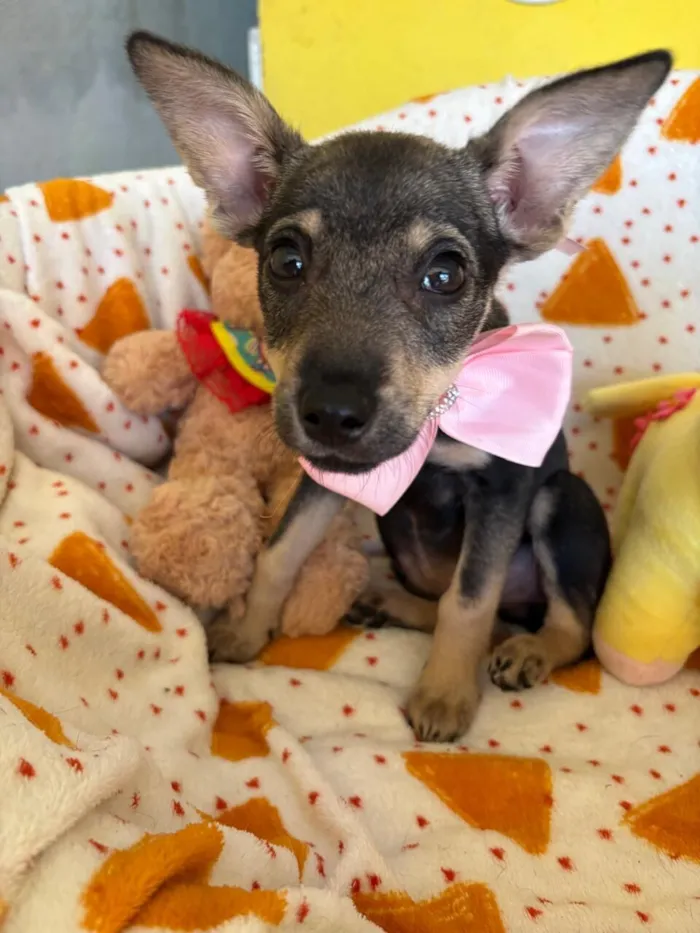 Cachorro raça SRD-ViraLata idade 2 a 6 meses nome AURORA