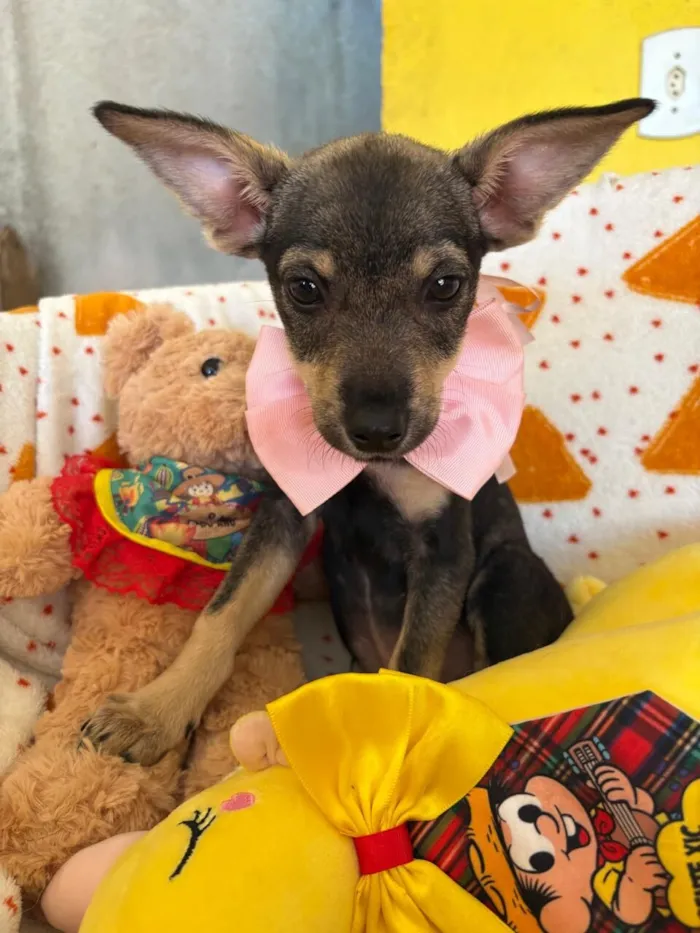 Cachorro raça SRD-ViraLata idade 2 a 6 meses nome AURORA