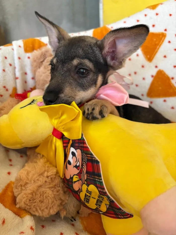 Cachorro raça SRD-ViraLata idade 2 a 6 meses nome AURORA