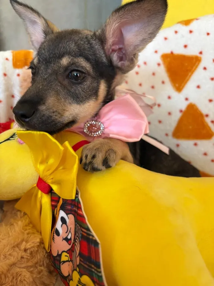 Cachorro raça SRD-ViraLata idade 2 a 6 meses nome AURORA