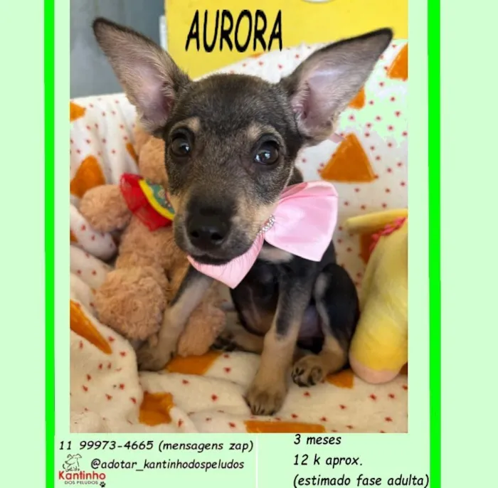 Cachorro raça SRD-ViraLata idade 2 a 6 meses nome AURORA