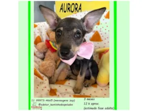 Cachorro raça SRD-ViraLata idade 2 a 6 meses nome AURORA