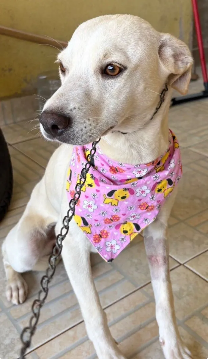 Cachorro raça SRD-ViraLata idade 7 a 11 meses nome CLOTILDE