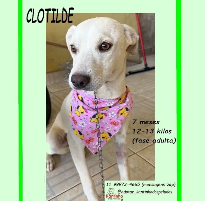 Cachorro raça SRD-ViraLata idade 7 a 11 meses nome CLOTILDE