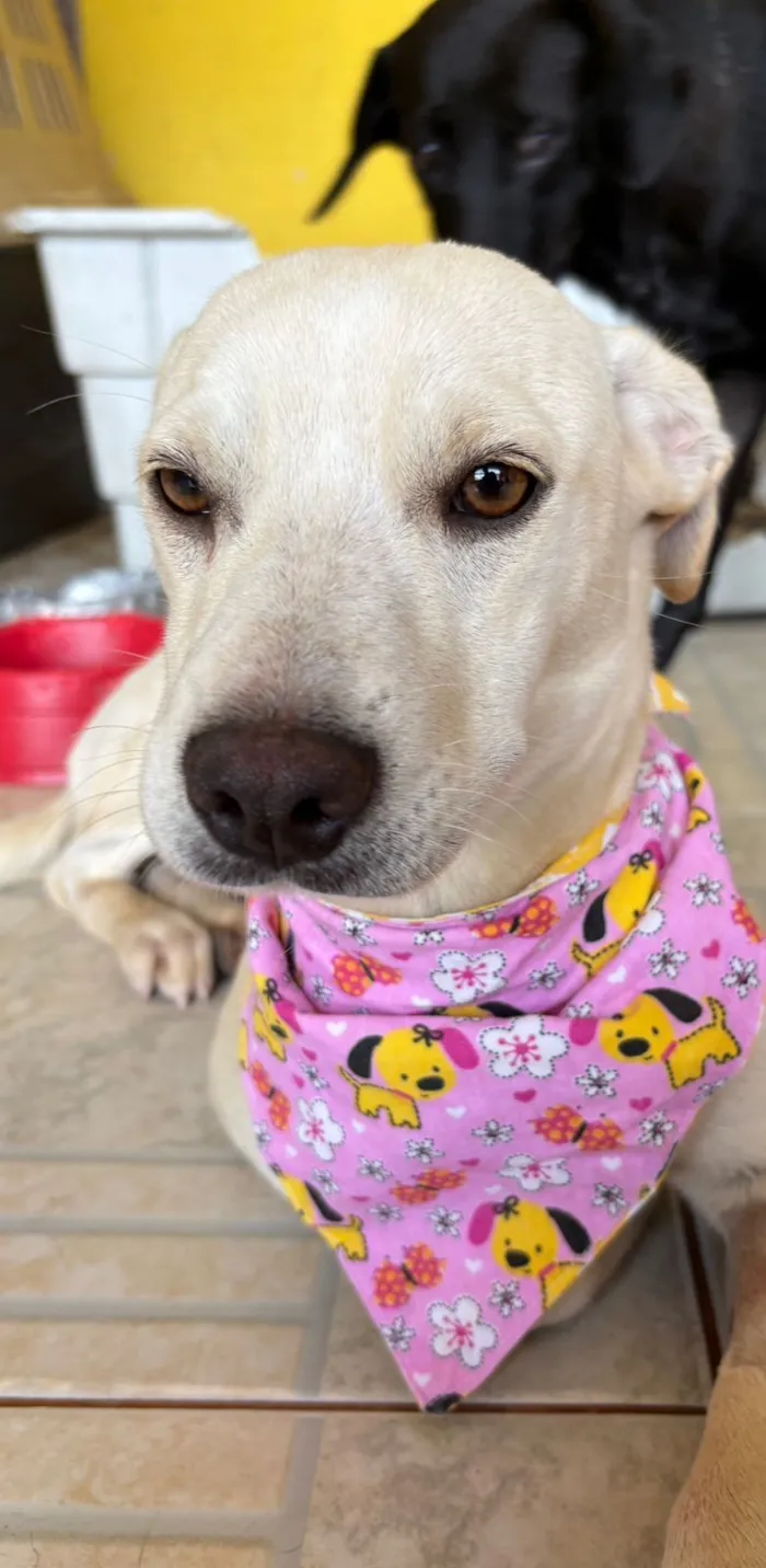 Cachorro raça SRD-ViraLata idade 7 a 11 meses nome CLOTILDE