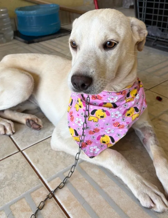 Cachorro raça SRD-ViraLata idade 7 a 11 meses nome CLOTILDE