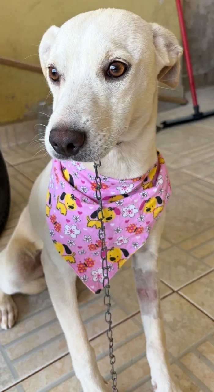 Cachorro raça SRD-ViraLata idade 7 a 11 meses nome CLOTILDE