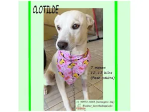 Cachorro raça SRD-ViraLata idade 7 a 11 meses nome CLOTILDE