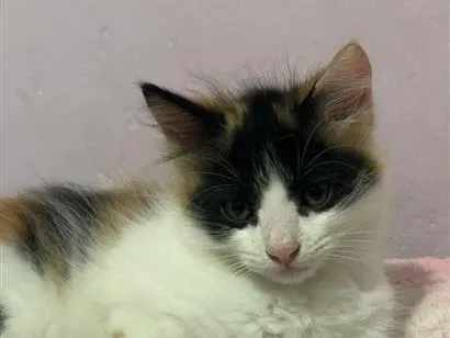 Gato raça SRD-ViraLata idade 2 a 6 meses nome Zorro