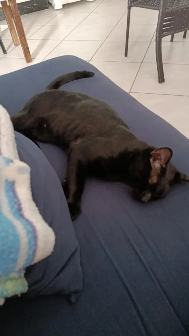Gato raça SRD-ViraLata idade 1 ano nome Nicolau (provisório)