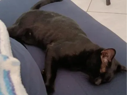 Gato raça SRD-ViraLata idade 1 ano nome Nicolau (provisório)