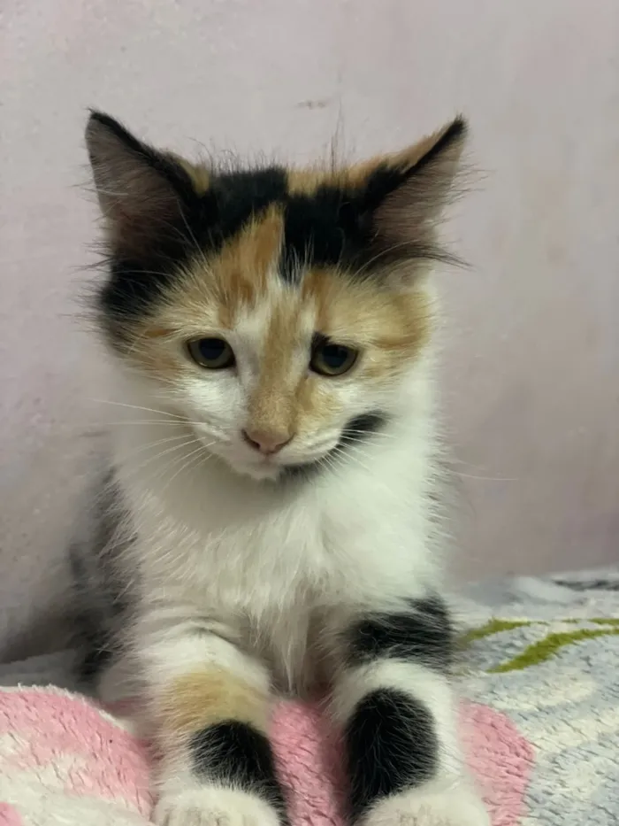 Gato raça SRD-ViraLata idade 2 a 6 meses nome Dick 