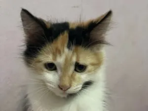 Gato raça SRD-ViraLata idade 2 a 6 meses nome Dick 