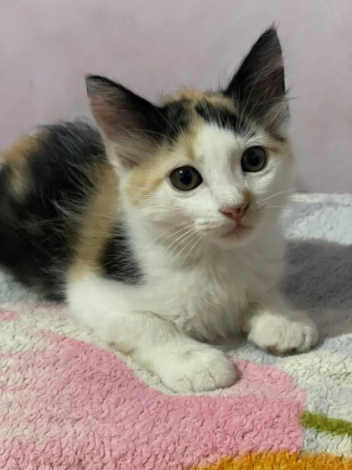 Gato raça SRD-ViraLata idade 2 a 6 meses nome Nanico