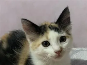 Gato raça SRD-ViraLata idade 2 a 6 meses nome Nanico