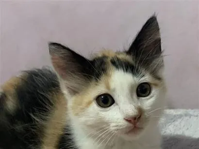 Gato raça SRD-ViraLata idade 2 a 6 meses nome Nanico