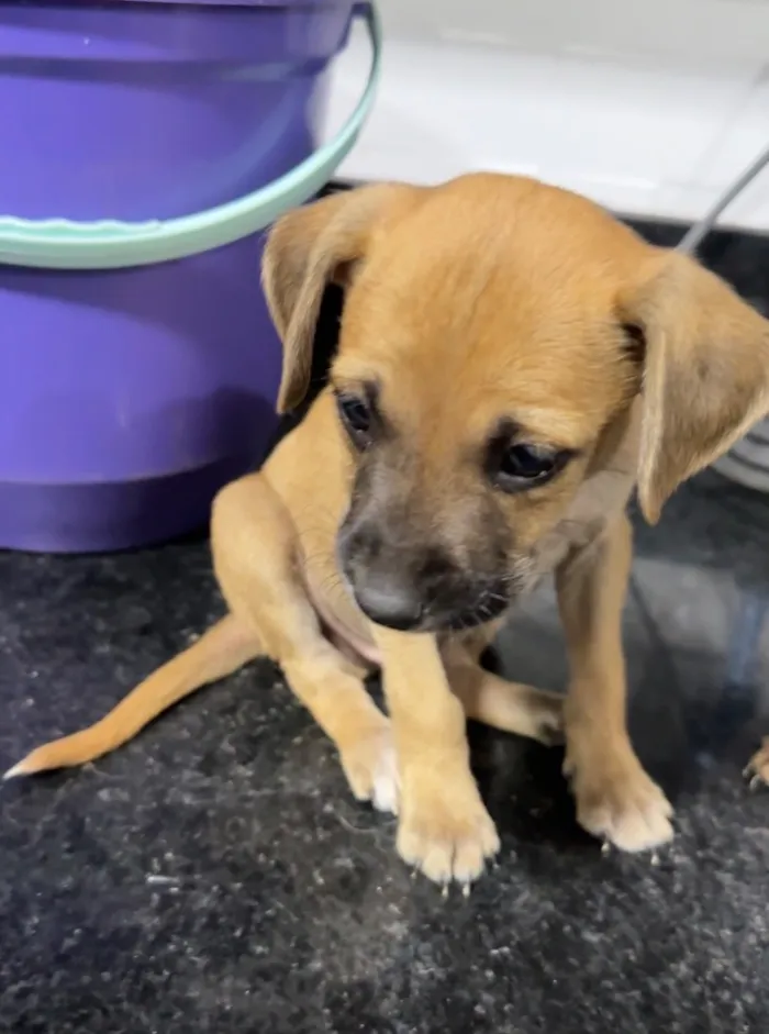 Cachorro raça SRD-ViraLata idade Abaixo de 2 meses nome café 