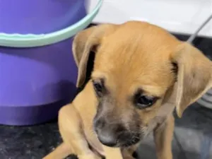 Cachorro raça SRD-ViraLata idade Abaixo de 2 meses nome café 