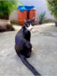 Frajolinha
