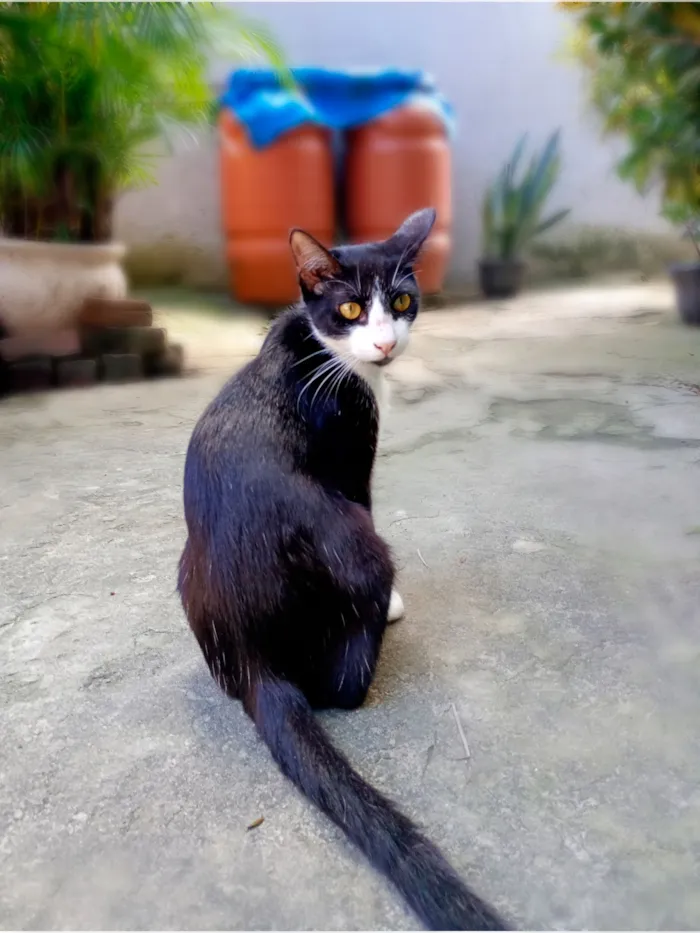 Gato raça SRD-ViraLata idade 7 a 11 meses nome Frajolinha