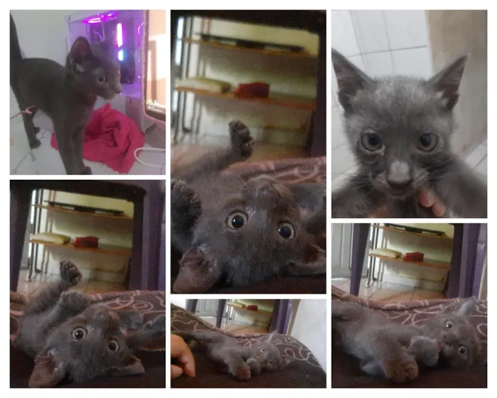 Gato raça SRD-ViraLata idade 7 a 11 meses nome Mimi