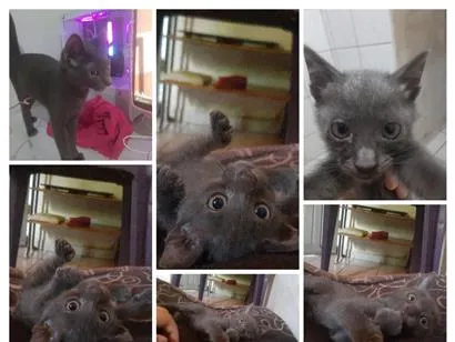 Gato raça SRD-ViraLata idade 7 a 11 meses nome Mimi