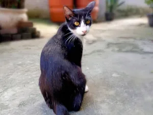 Gato raça SRD-ViraLata idade 7 a 11 meses nome Frajolinha