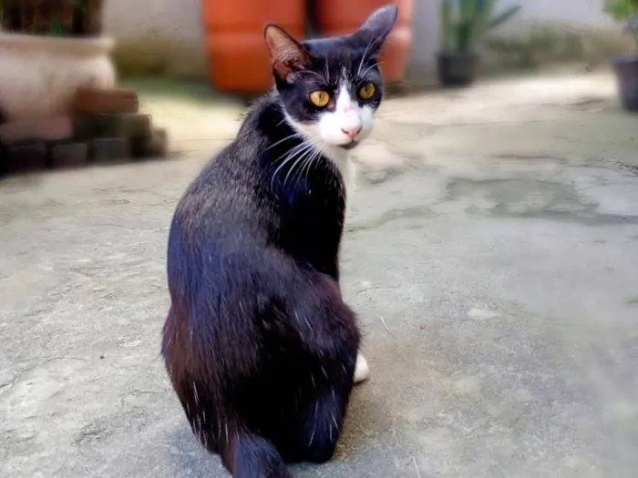 Gato raça SRD-ViraLata idade 7 a 11 meses nome Frajolinha