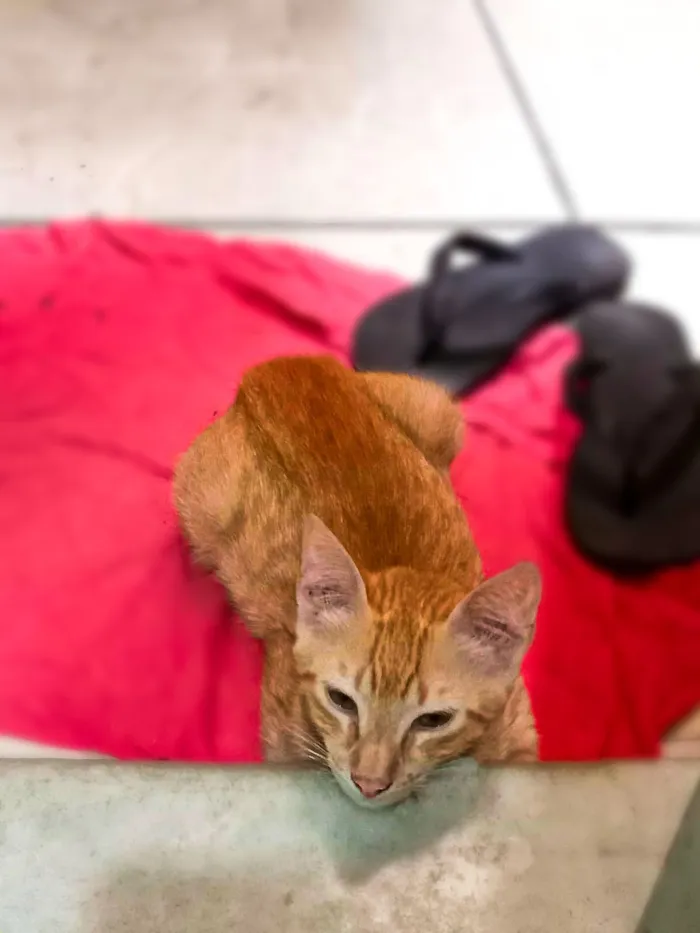 Gato raça SRD-ViraLata idade 2 a 6 meses nome Loirinho