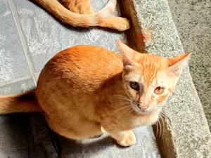 Gato raça SRD-ViraLata idade 2 a 6 meses nome Loirinho