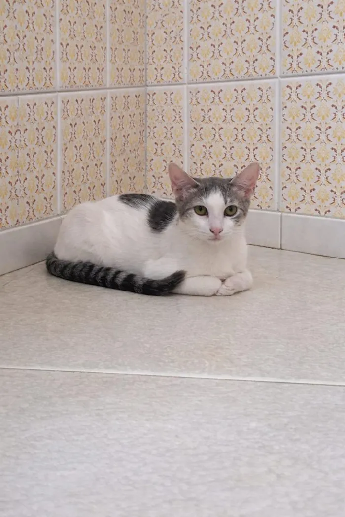 Gato raça SRD-ViraLata idade 2 a 6 meses nome Nina