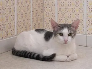 Gato raça SRD-ViraLata idade 2 a 6 meses nome Nina