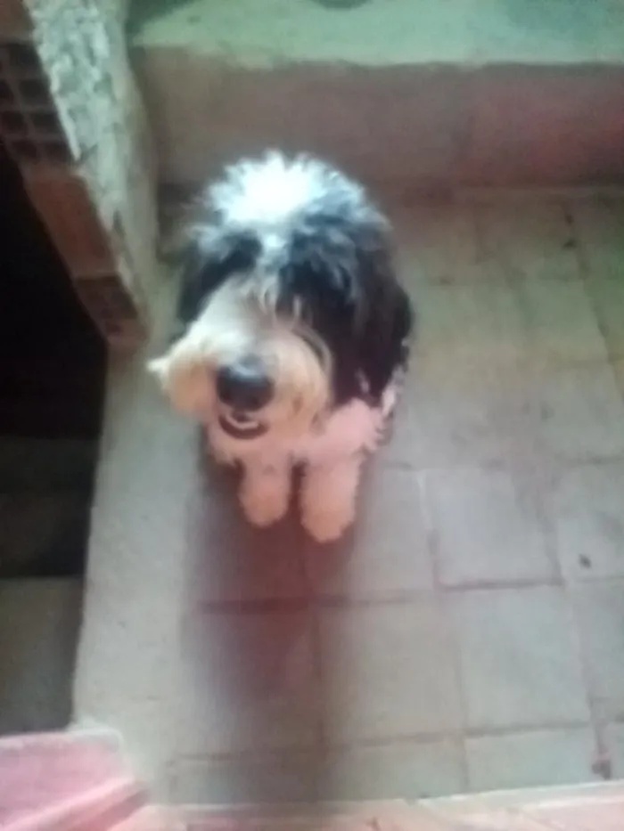 Cachorro raça Poodle idade 7 a 11 meses nome Dante 