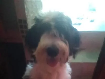 Cachorro raça Poodle idade 7 a 11 meses nome Dante 