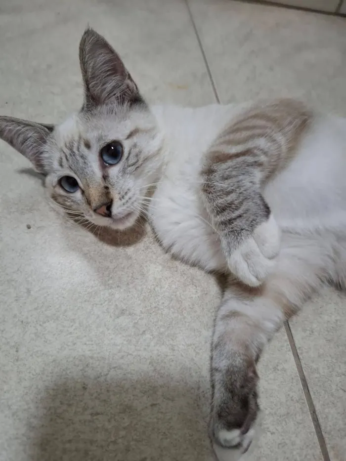 Gato raça SRD-ViraLata idade 2 a 6 meses nome Bruno 