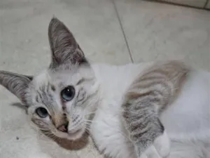 Gato raça SRD-ViraLata idade 2 a 6 meses nome Bruno 