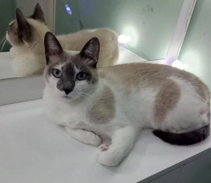 Gato raça SRD-ViraLata idade 5 anos nome Kiara