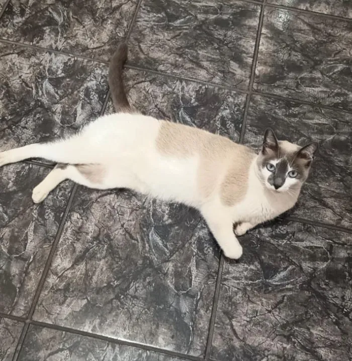 Gato raça SRD-ViraLata idade 5 anos nome Kiara