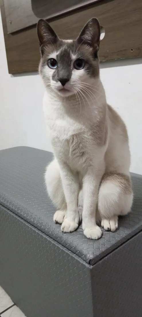 Gato raça SRD-ViraLata idade 5 anos nome Kiara