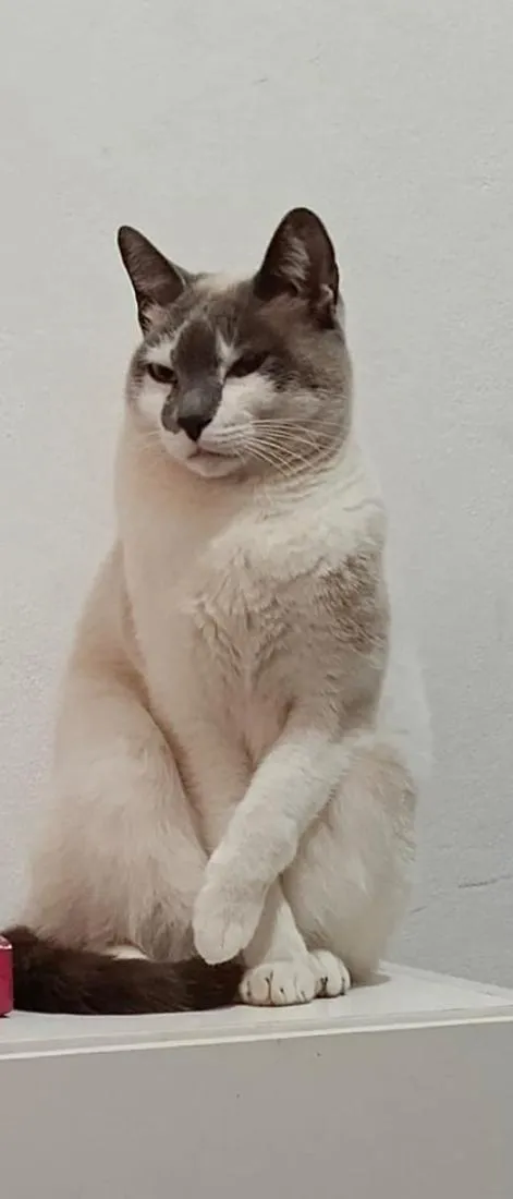 Gato raça SRD-ViraLata idade 5 anos nome Kiara