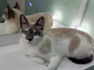 Gato raça SRD-ViraLata idade 5 anos nome Kiara