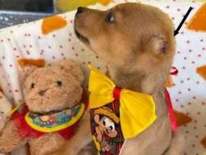 Cachorro raça SRD-ViraLata idade 2 a 6 meses nome AURÉLIO