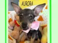 AURORA