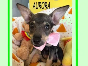 Cachorro raça SRD-ViraLata idade 2 a 6 meses nome AURORA