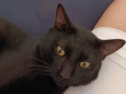 Gato raça SRD-ViraLata idade 1 ano nome Nicolau (provisório)