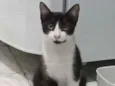 Frajolinha