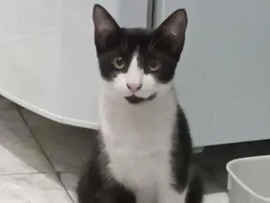 Gato raça SRD-ViraLata idade 7 a 11 meses nome Frajolinha