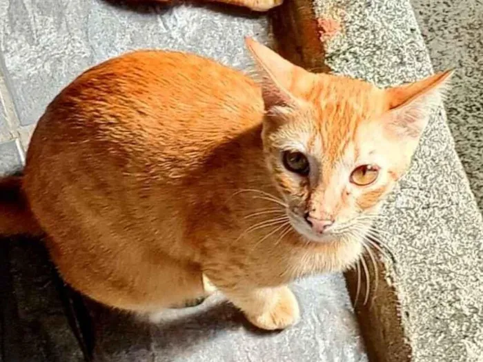 Gato raça SRD-ViraLata idade 7 a 11 meses nome Loirinho