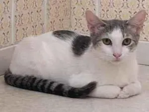 Gato raça SRD-ViraLata idade 2 a 6 meses nome Nina